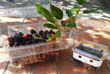 在桑葚果園體驗採桑椹的歡樂時光