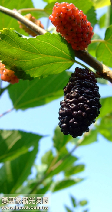 陽光下成熟的紫色桑葚掛滿枝頭