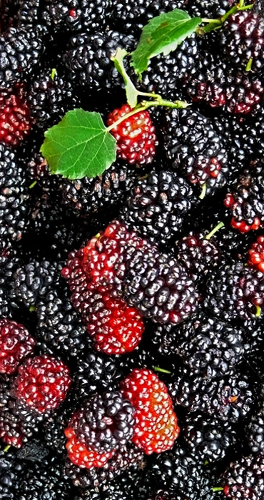 台灣桑葚緣果園的自然熟成桑葚果實特寫