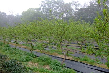 可以輕鬆採桑葚的採果體驗區